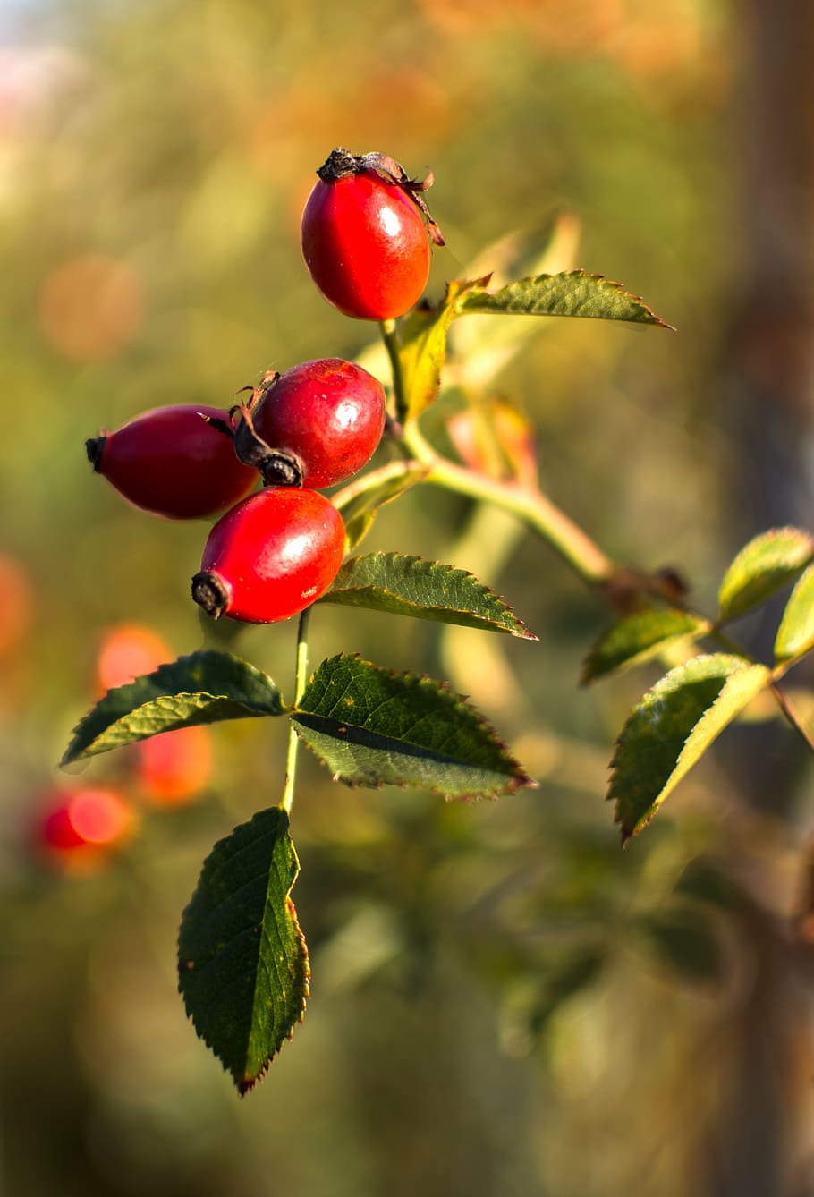 nature, hip, red, fetus, red fruits, crop, plant, berry, autumn, bush