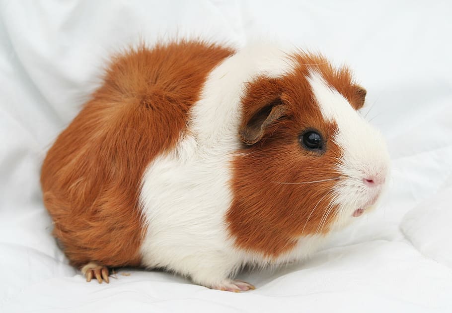 white, brown, rodent, textile, guinea-pig, cavy, pet, animal, guinea, pig