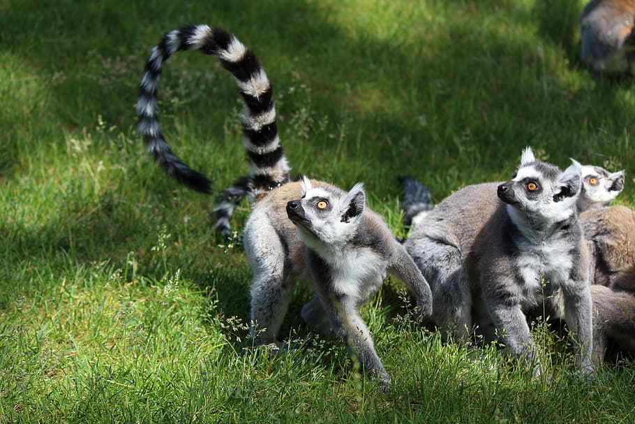 ring tailed lemur, lemur, primates, madagascar, species of primate, lemur catta, prosimians, curious, tierpark bochum, group of animals