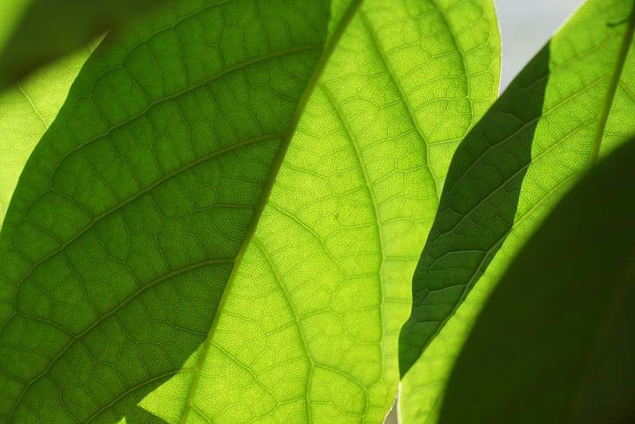 close-up photography, green, leaf, leaves, mango, plant, nature, oganic, natural, healthy