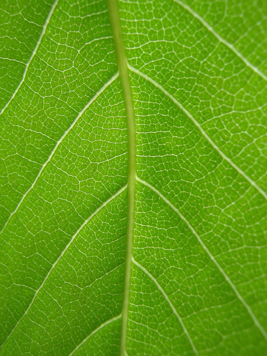 leaf, green, veins, nature, plant, foliage, pattern, leaves, botany, forest
