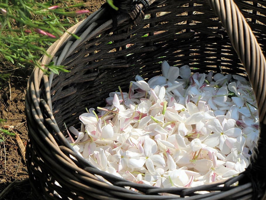 blanco, flores de pétalos, cesta, flor, planta, plantas floreciendo, verano, jazmín, grasa, sur