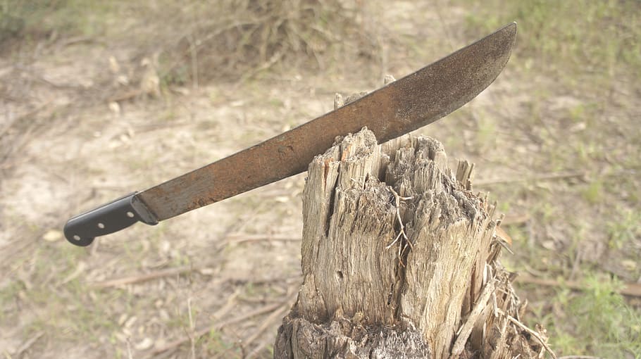 blade, trunk, nature, field, interior, forest, protection, wild, animal, hunting