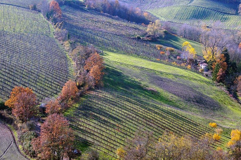 Langhirano, Parma, Emilia Romagna, Italia, viñedos, colinas langhirano, colinas de parma, campaña, otoño, agricultura