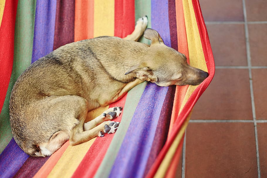 Anjing, Tempat Tidur Gantung, Warna-warni, Warna, biru, merah, bersantai, anjing schäfer, musim panas, taman