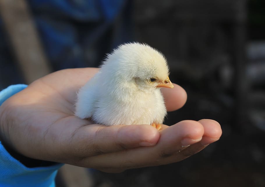 white, chick, person hand, chicken, cute, baby bird, small, fluffy, animal, animal themes