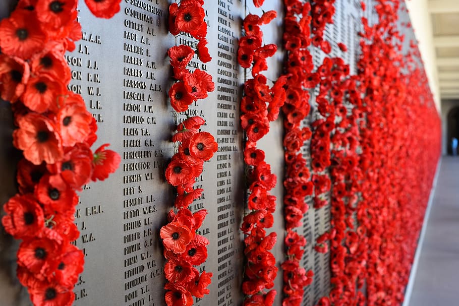 selective, focus photography, red, flowers, wall, remembrance, anzac, lest, poppy, day