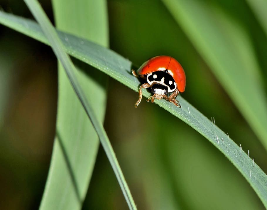 polished lady beetle, lady beetle, ladybug, bug, beetle, insect, creature, animal, flying insect, winged insect