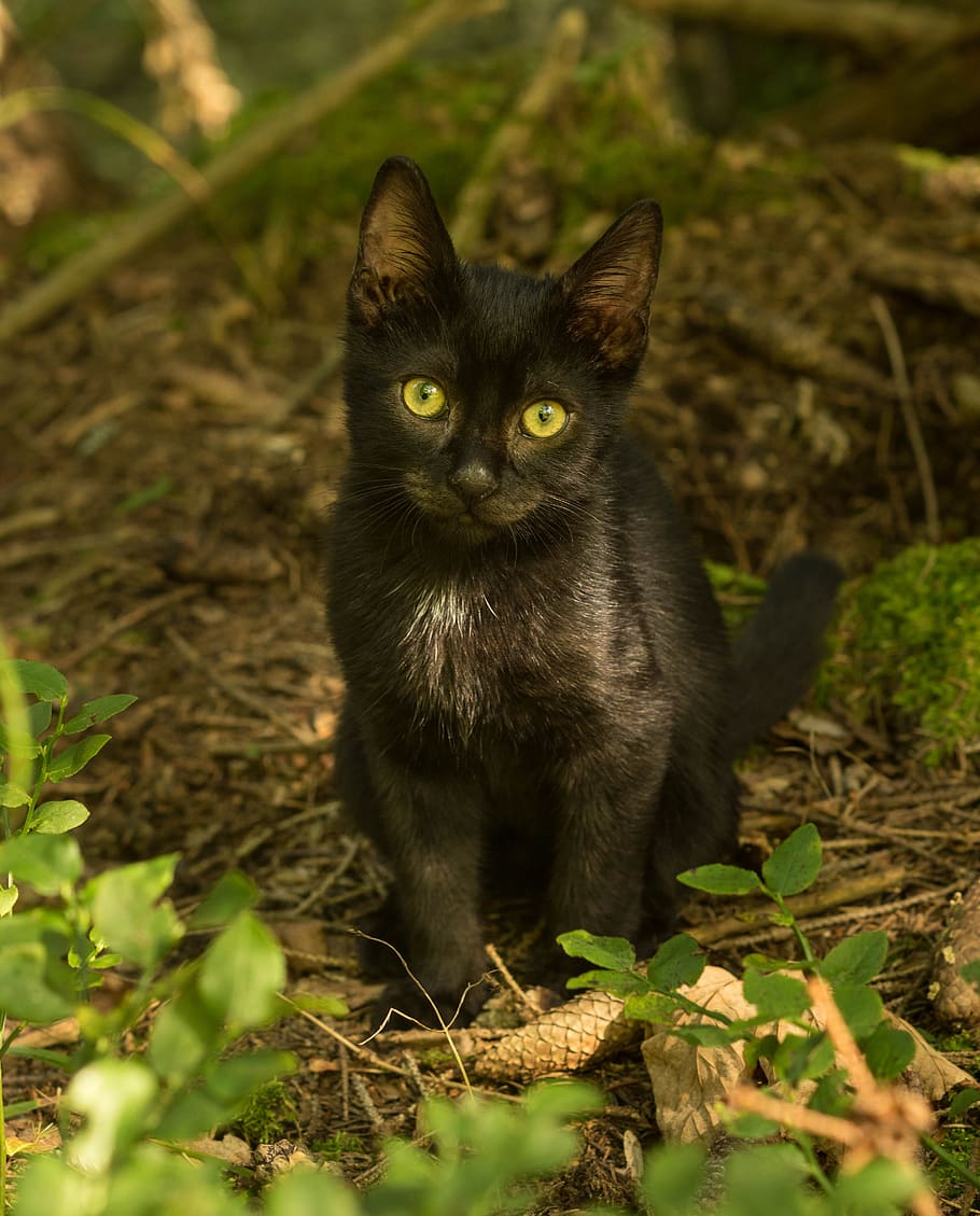 cat, pet, outdoor, forest, mammal, domestic, one animal, feline ...