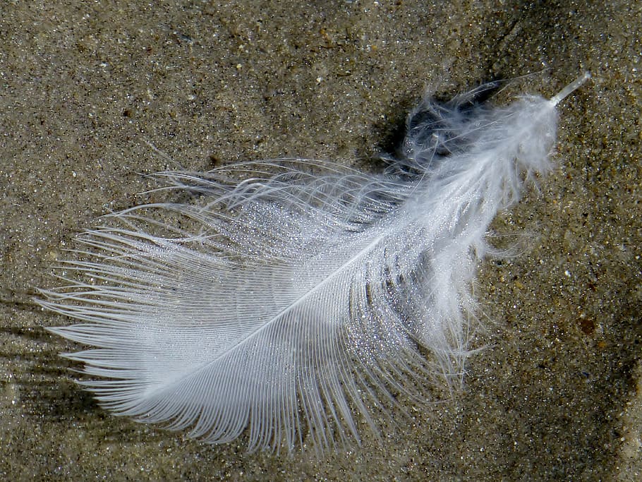 흰 깃털, 깃털, 약간, 경량, 모래, 해변, 자연, 새, 연안, 모래 해변