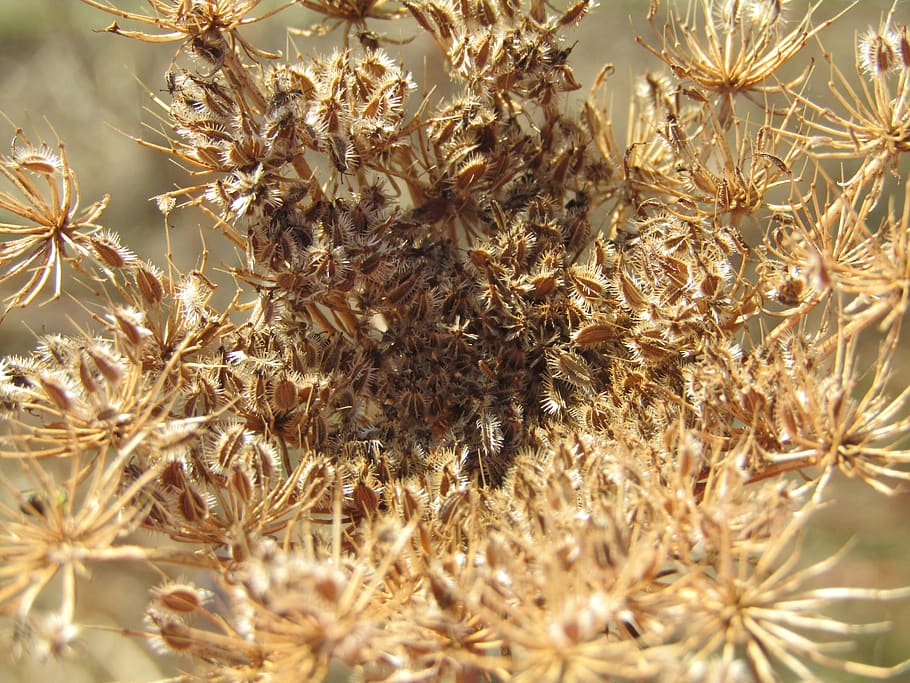 dry plant, heatwave, climate, dead, seeds, brown, fields, close-up, plant, beauty in nature