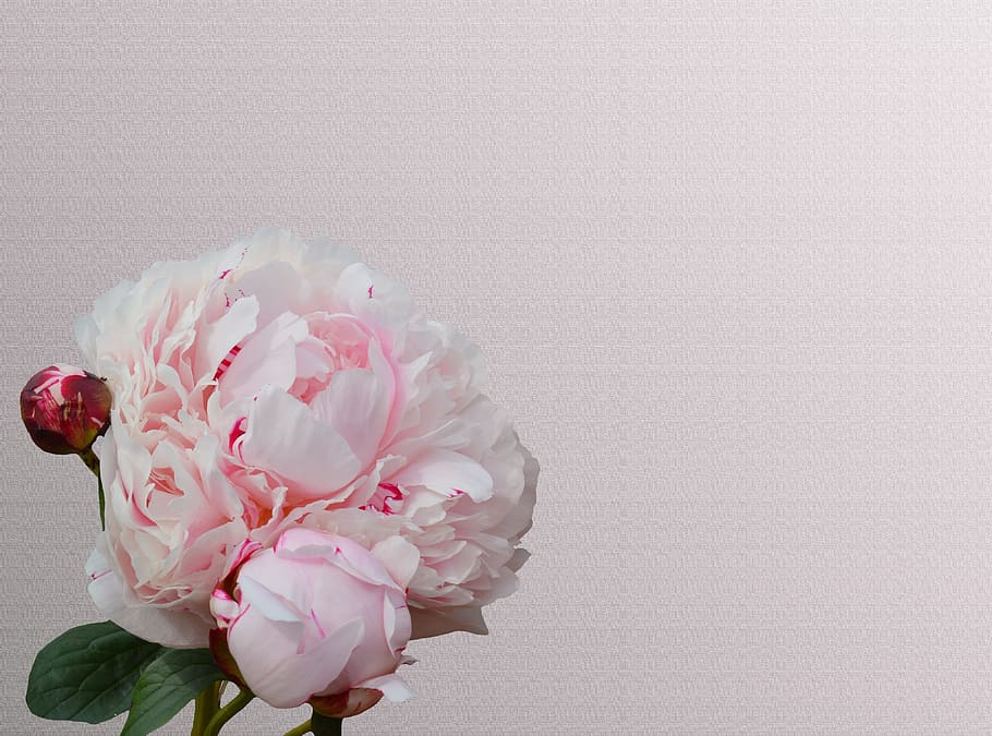 pink, petaled flower, flower, peony, paeonia, blossom, bloom, pink flower, plant, pink Color