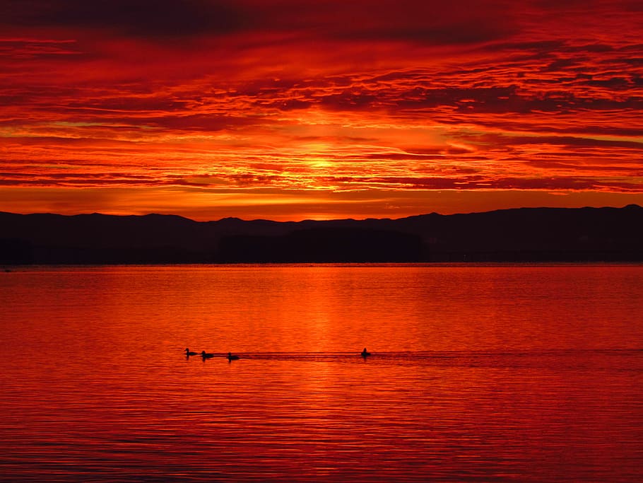 red, lake, sunset, warm, nature, outdoors, water, birds, animals, swimming