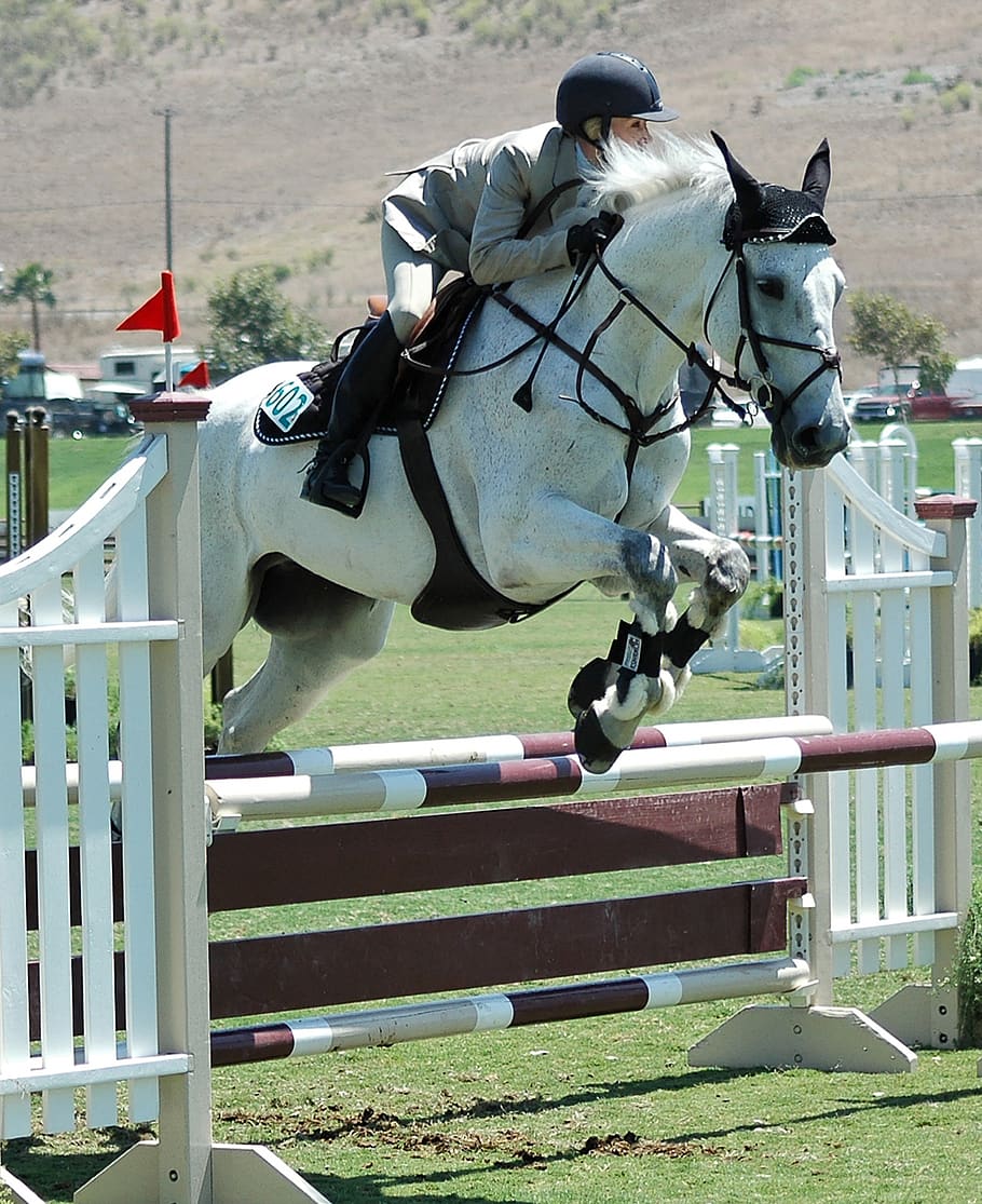 horse, horses, horseback, equestrian, animal, competition, hunter, jumper, jumpers, equine