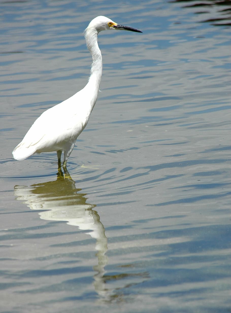 egret, bird, egretta, water, reflection, water bird, wader, avian, hunter, predator