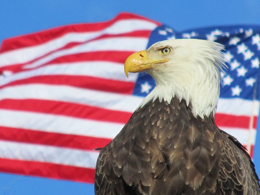 agastopia, bibble, erinaceous, patriotism, bird, flag, one animal, eagle - bird, beak, bald eagle