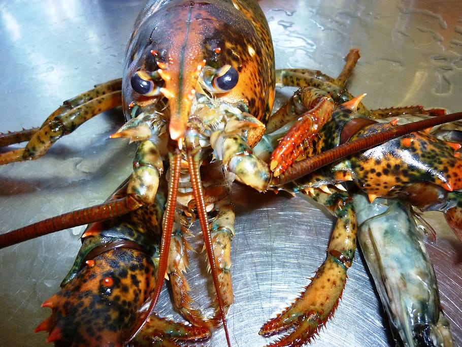 lobster, hewan, crawfish, makanan, makan, mahal, lezat, hewan laut, kelezatan, restoran