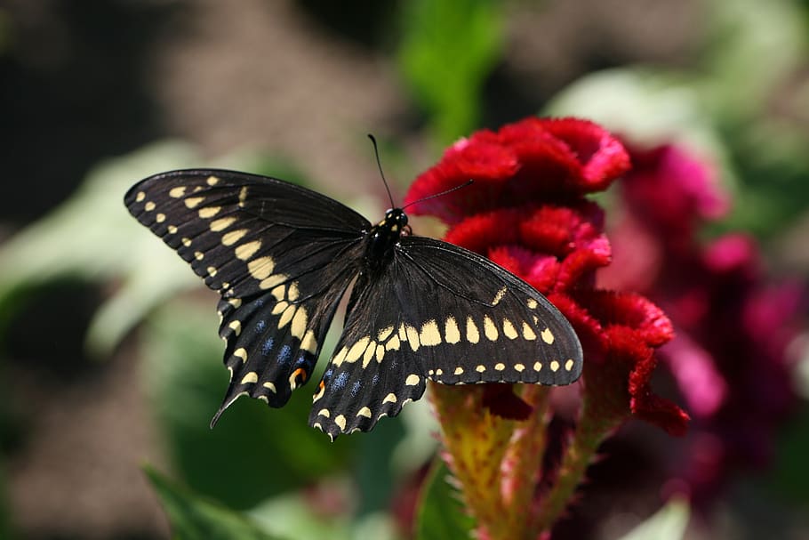 borboleta, close-up, inseto, jardim, verão, detalhe, bug, asas, bokeh, natureza