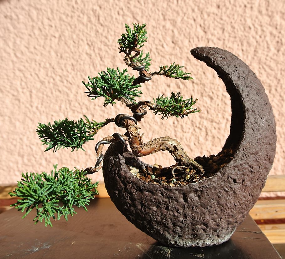 verde, bonsai, gris, decoración de la mesa de maceta, luna creciente, maceta, enebro, cuenco de luna, naturaleza, japonés