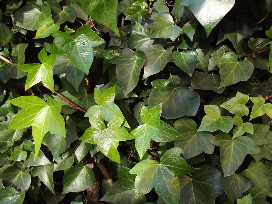 ivy, ivy leaves, climber, hedera helix, plant part, leaf, growth, green color, plant, full frame