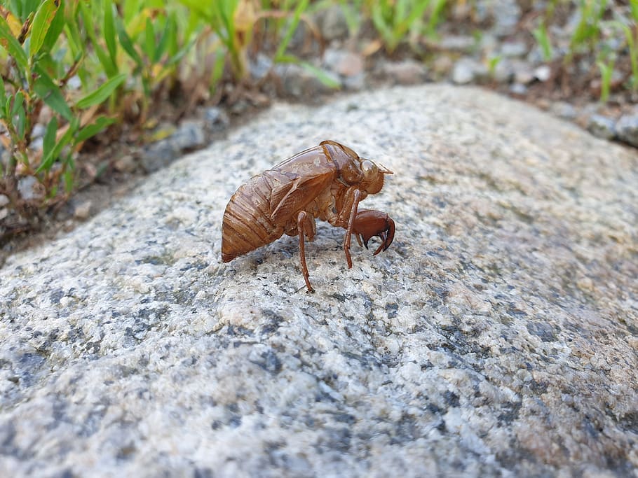 cicada, knock, nature, insects, garden, outdoor, exuviae, animal themes, animal, animal wildlife