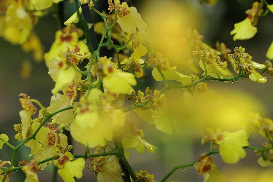 orquídea, phalaenopsis, flores, plantas, tropical, flora, naturaleza, macro, exótica, planta
