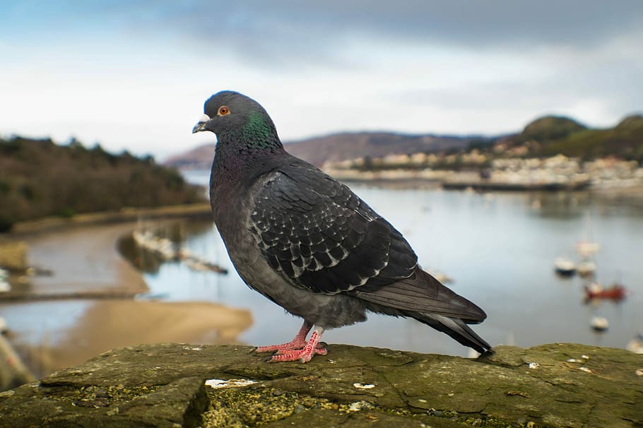 pigeon, wales, conwy, feather, animals, bird, nature, outdoors, animal themes, animal