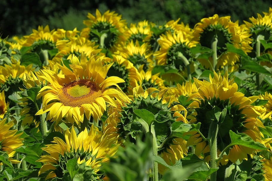 selective, focus photography, yellow, sunflowers, sunflower, sunflower field, bright, sunny, nature, flower