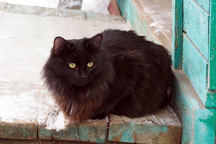 black, persian cat, floor, black cat, dacha, animals, the first snow, view, domestic cat, one animal