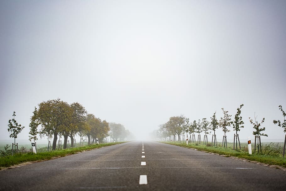 道路, どこにもない, 霧, どこにもへの道, 朝, 旅行, 自然, 木, 田園風景, 風景