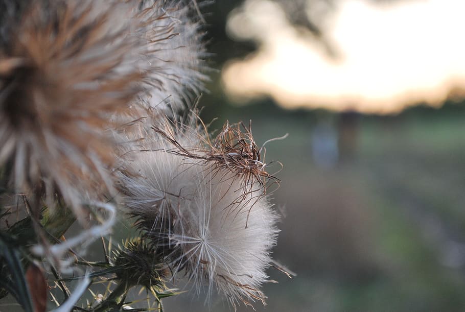 autumn, dry, barbs, nature, fore, close-up, vulnerability, plant, fragility, focus on foreground