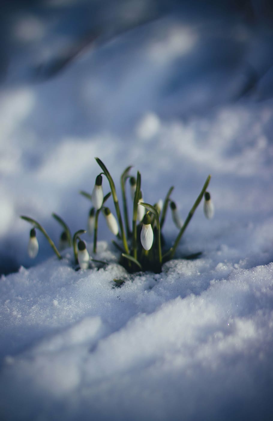 raso, fotografia com foco, branco, flor, verde, folha, planta, natureza, neve, inverno