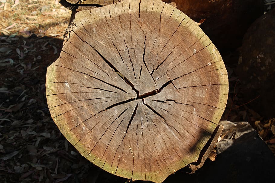 Tree Trunk, Brown, Wood, trunk, tree, tree ring, cross section, tree stump, deforestation, nature