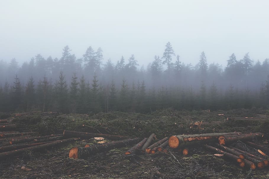 brown, wood log, trees, logged, tree, trunks, soil, front, foggy, forest