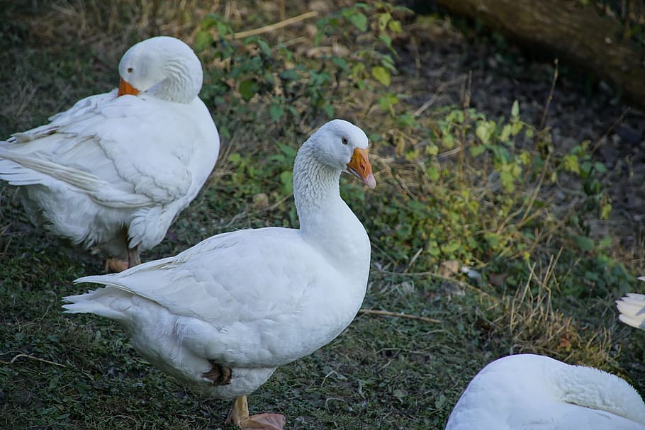 white, goose, bird, animal, animal themes, vertebrate, animal wildlife ...