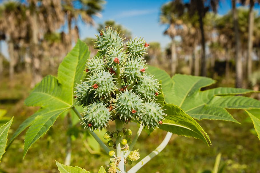 Free download | spurge, paraguay, plant, nature, leaf, season, seeds ...