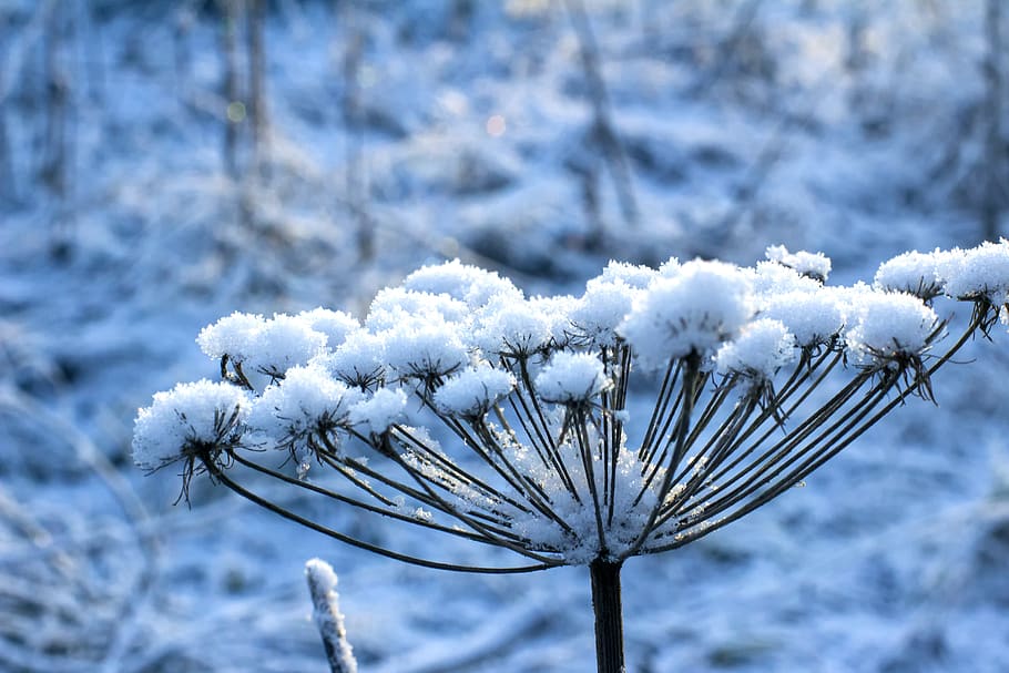 winter, snow, december, christmas, nature, first snow, new year, frost, cold, flowers
