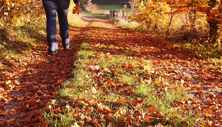 autumn, walk, autumn colours, leaves, away, trail, woman, sun, golden autumn, avenue