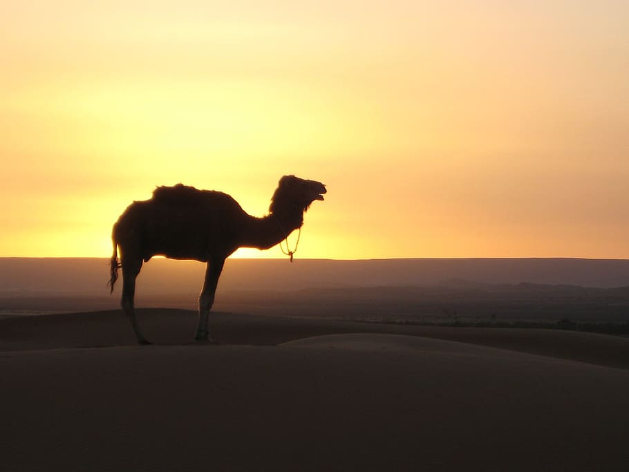 camel in dessert, desert, camel, morocco, sand Dune, thar Desert, sunset, arabia, dromedary Camel, sahara Desert