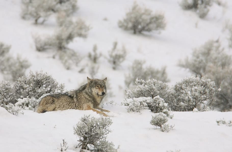 landscape photo, gray, wolf, laying, snow, focus, lone, predator, wildlife, nature