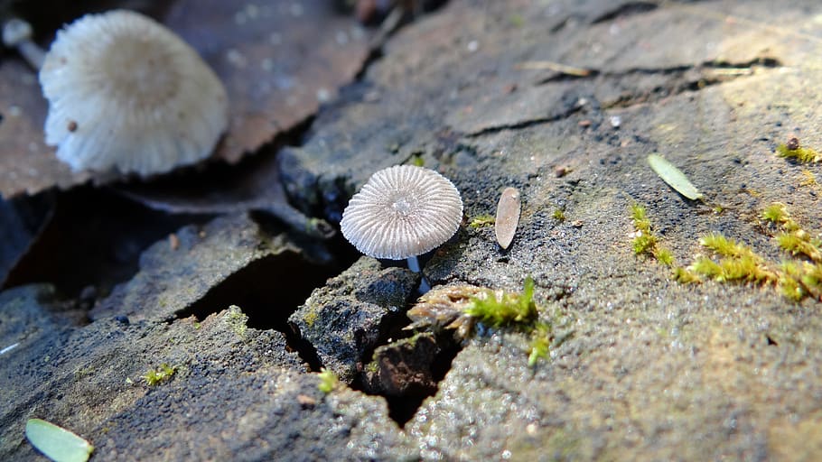 Mushroom, Wabi-Sabi, Nature, Rustic, adversity, stone, moss, macro, close, simplicity