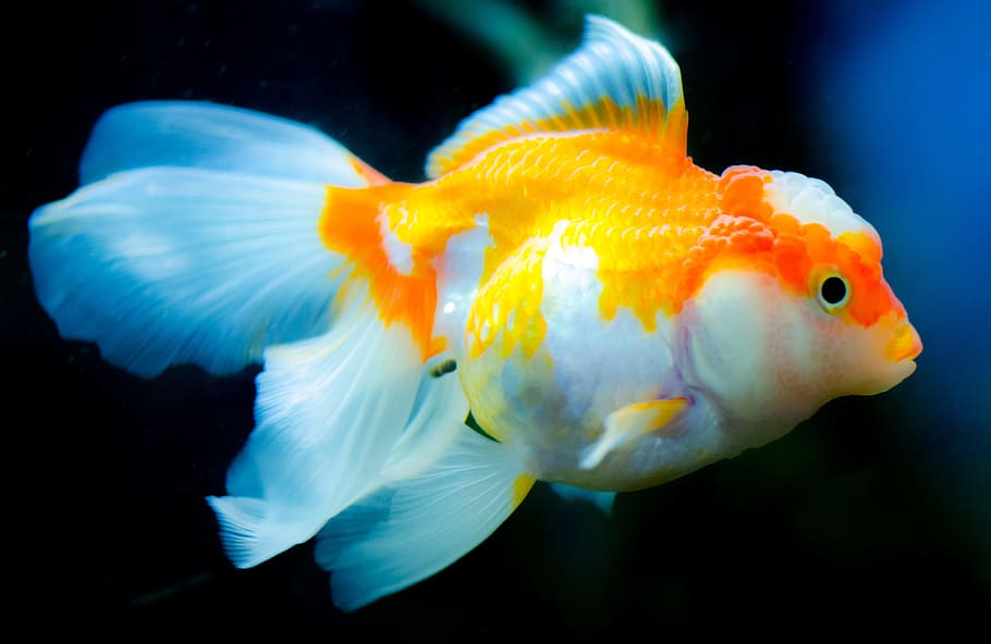 white, yellow, betta fish, underwater, aquarium, fish, goldfish, swimming, water, tropical