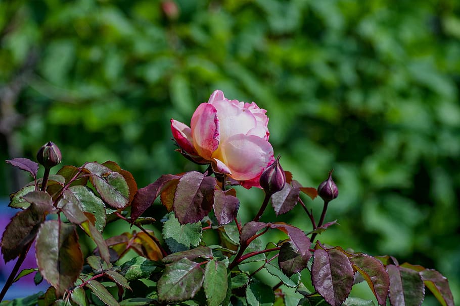rose, garden, pink, rosebush, roses, garden roses, nature, rose flower, plant, growth