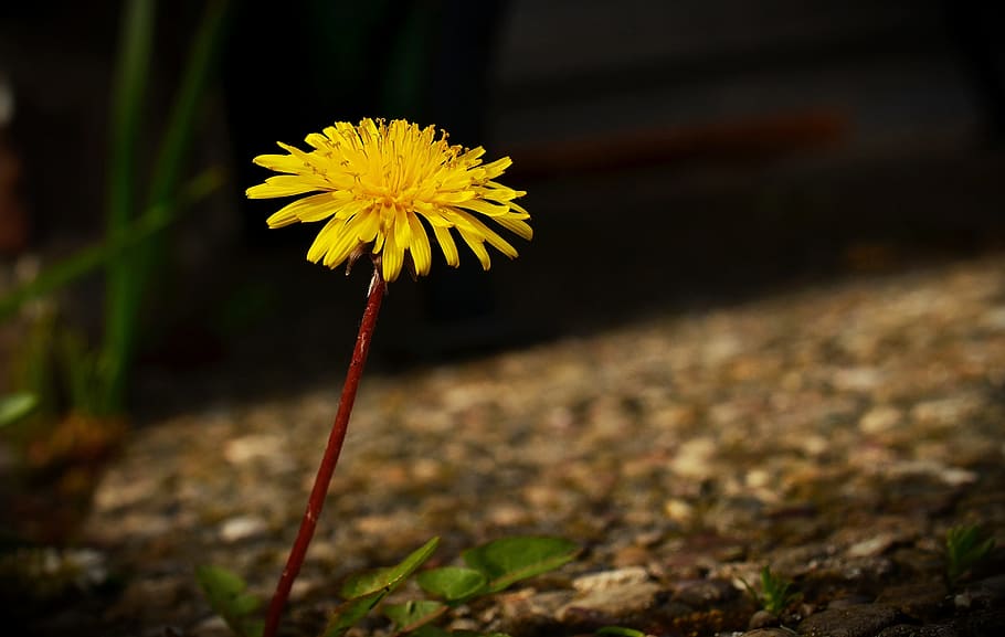 selective, focus photography, dandelion flower, bloom, Dandelion, Yellow, Light, Shadow, Alone, lonely