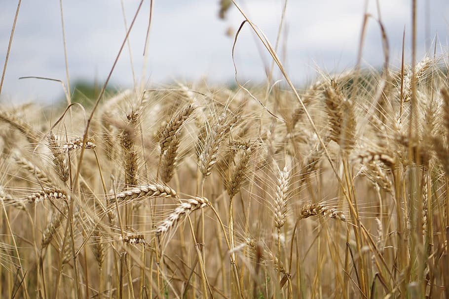 wheat field, wheat, wheat cultivation, agriculture, field, fields, arable, bauer, farm, harvest