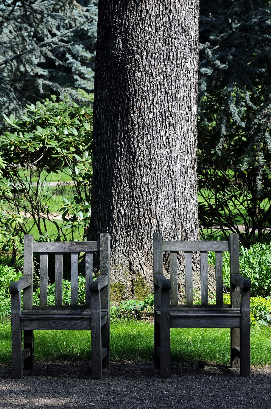 albert kahn garden, japanese garden, boulogne-billancourt, nature, bench, tree, plant, trunk, tree trunk, seat