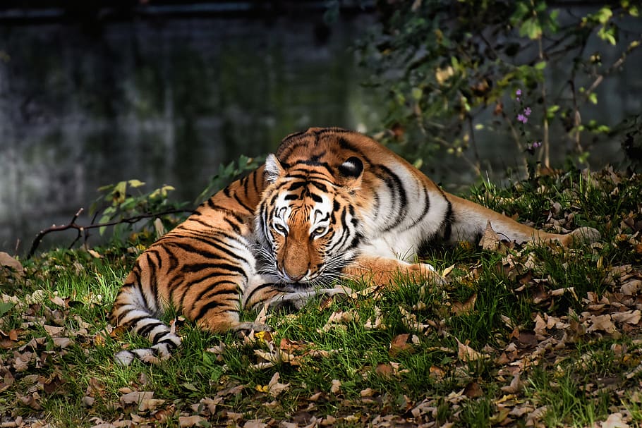 tiger, big cat, predator, wildcat, dangerous, zoo, animals, cat, nature, tiergarten