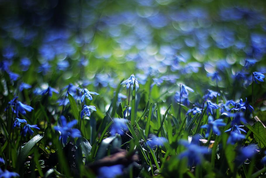 selective, focus photography, blue, petaled flowers, petal, flower, bokeh, plant, outdoor, nature