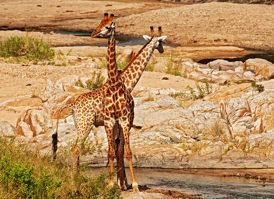 giraffes, intertwined, river bed, african, wildlife, angles, zigzag, camouflage, animals in the wild, animal