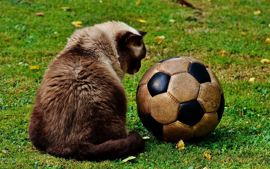 シャム猫, 座って, 横に, 黒, 白, サッカーボール, 芝生, 猫, サッカー, 牧草地